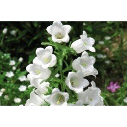 Campanula carillon blc c0.65l