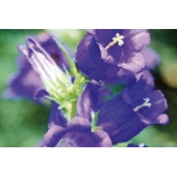 Campanula carillon bl c0.65l