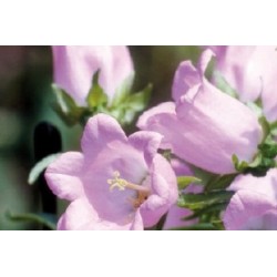 Campanula carillon rose c0.65l