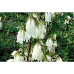 Campanula ht blc c0.65l