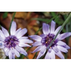 Catananche Caerulea C0.65L