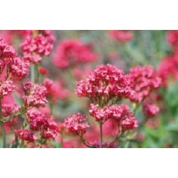 Valeriane Des Jardins Rge...