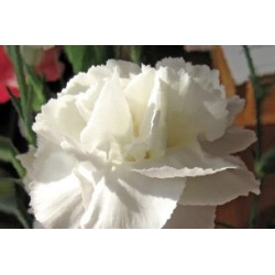 Dianthus Des Fleuristes Blc...