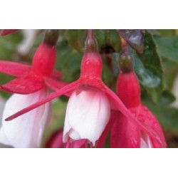 Fuchsia rge-blanc c0.65l