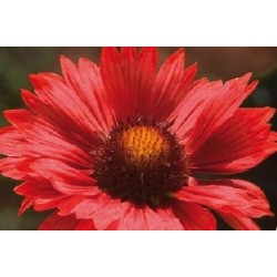 Gaillardia Rge C0.65L