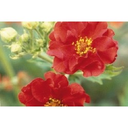 Geum Chiloense Rge C0.65L