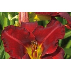 Hemerocallis Rge C0.65L