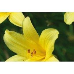 Hemerocallis Citron C0.65L