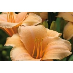 Hemerocallis Orange C0.65L