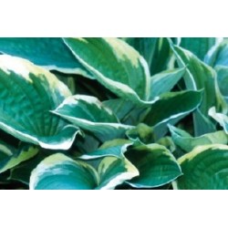 Hosta aureomarginata c0.65l