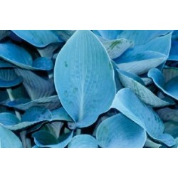Hosta tardiana c0.65l