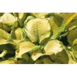 Hosta feuillage c0.65l