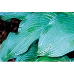 Hosta Ventricosa C0.65L