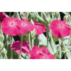 Lychnis Carmin C0.65L