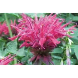 Monarda rose c0.65l