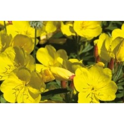 Oenothera jne c0.65l
