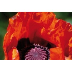 Papaver Nudicaule Orange...