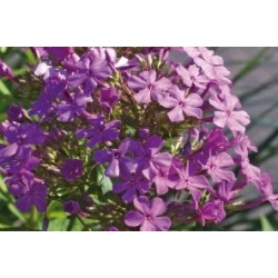 Phlox Paniculata Vlt C0.65L