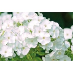 Phlox Paniculata Blc C0.65L