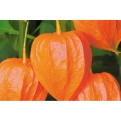 Physalis C0.65L