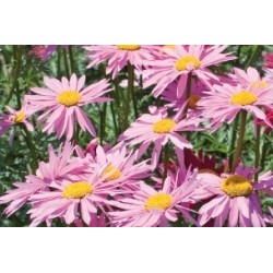 Pyrethrum Rose C0.65L