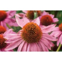 Rudbeckia Rge C0.65L