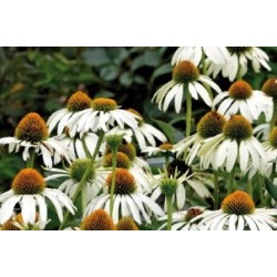 Rudbeckia Blc C0.65L