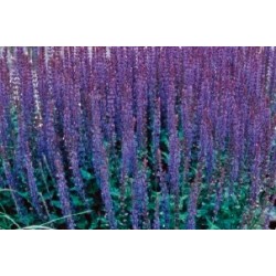 Salvia Superba Bl C0.65L