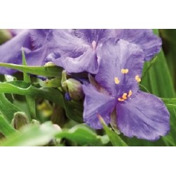Tradescantia x andersoniana...