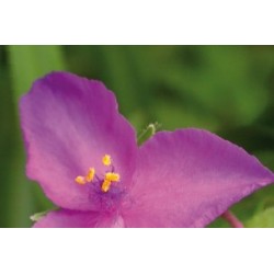 Tradescantia x andersoniana...