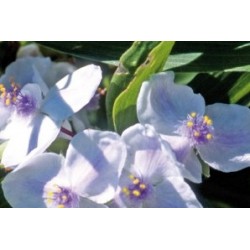 Tradescantia X Andersoniana...