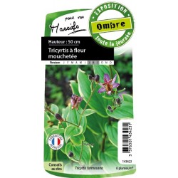 Tricyrtis Flr Mouchetee C0.65L