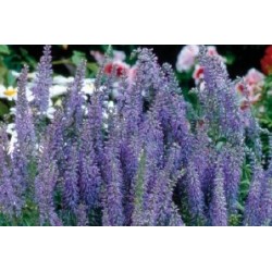 Veronica Epis Bl C0.65L