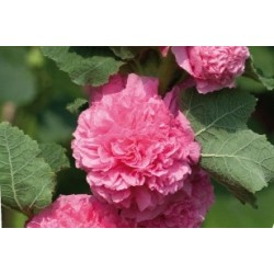 Alcea Rosea Rose C0.65L