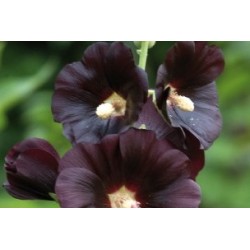 Alcea Rosea Noir C0.65L