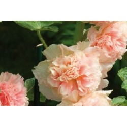 Alcea Rosea Sm C0.65L