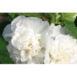 Alcea Rosea Blc C0.65L