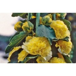 Alcea Rosea Jne C0.65L