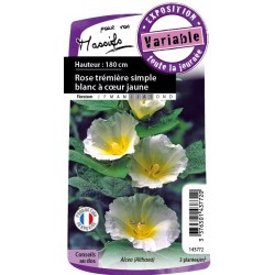 Alcea Rosea Sple Blc-Jaune...