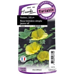 Alcea Rosea Sple Jne Vif...