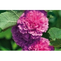 Alcea Rosea Vlt C0.65L