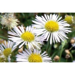 Aster grd d automne blc c0.65l