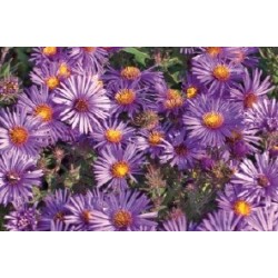 Aster Haut D Automne Vlt...