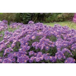 Aster Haut D Automne Bl C0.65L