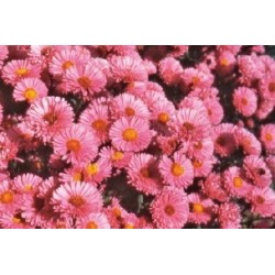 Aster Haut D Automne Rge...