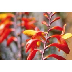 Crocosmia orange c0.65l