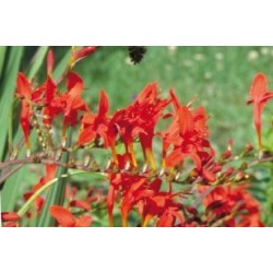 Crocosmia rge c0.65l