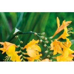 Crocosmia jne c0.65l