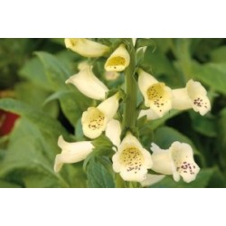 Digitalis Jne C0.65L