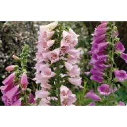 Digitalis C0.65L